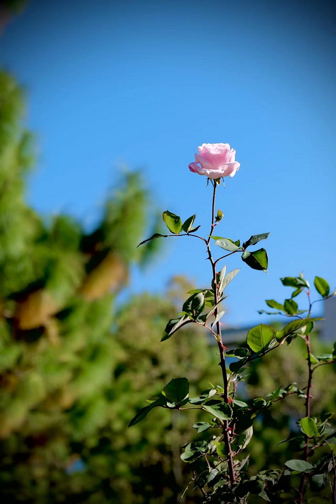 镜头里的花2